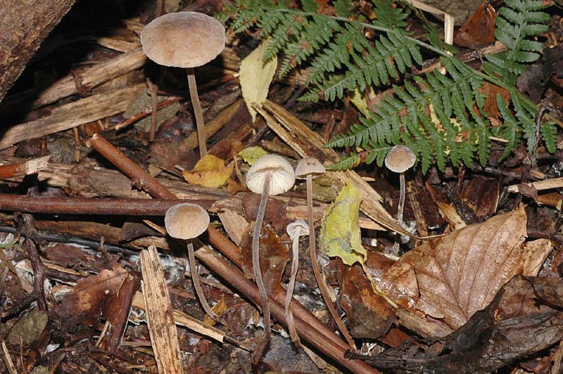 Tanto per cambiare....Quiz!